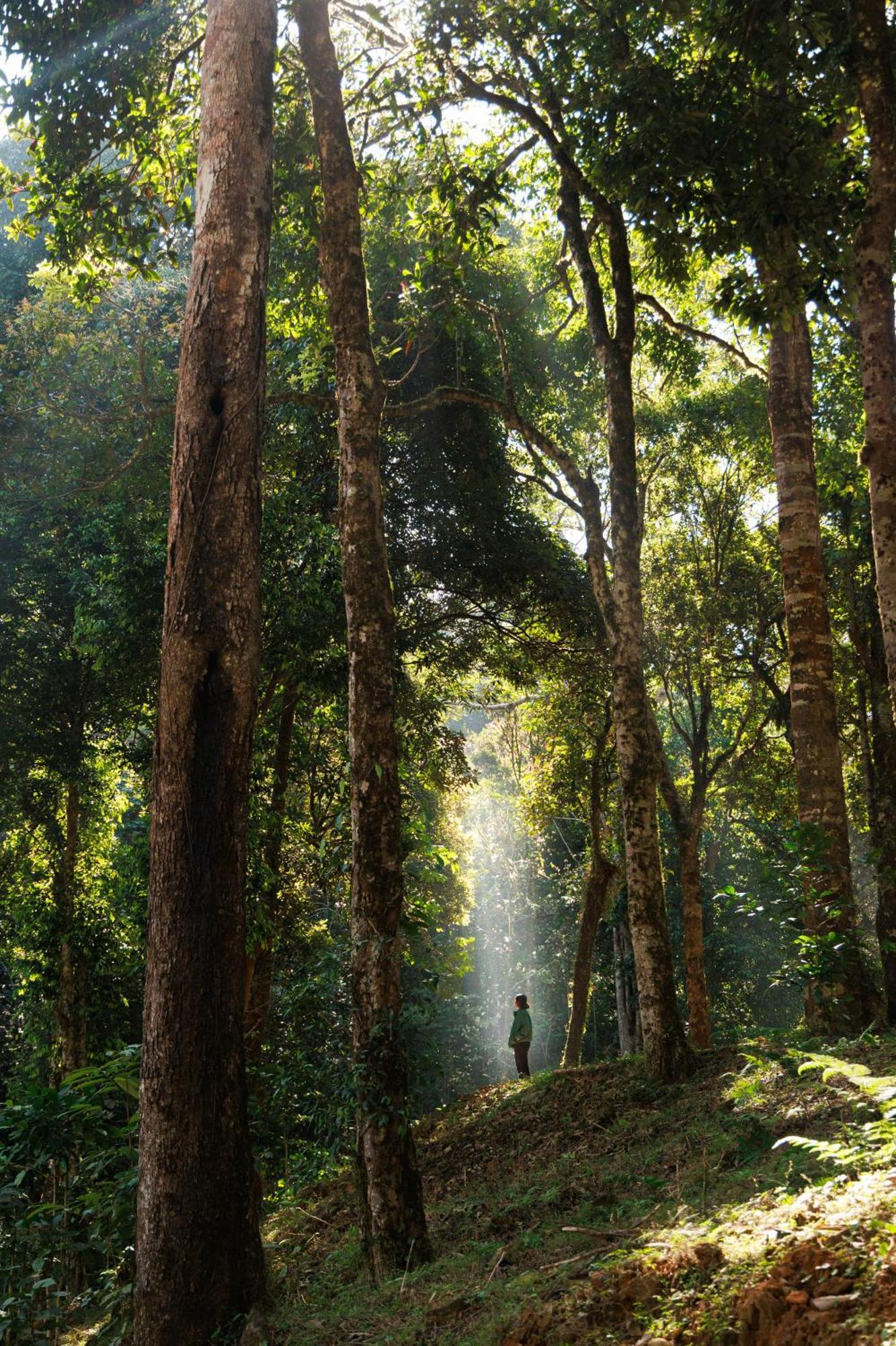 Jungle Park Resort By Greenescapes Vythiri Buitenkant foto
